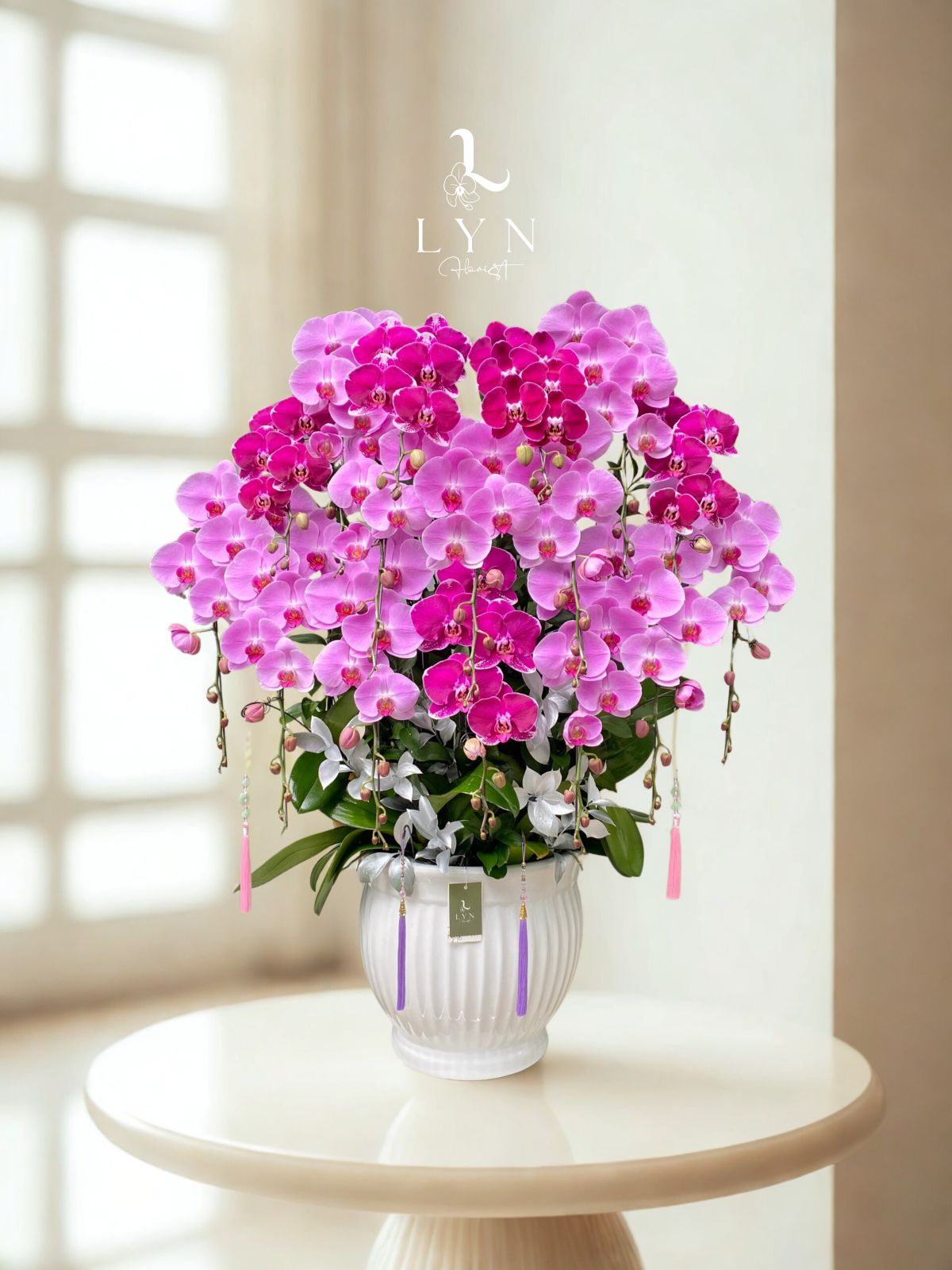 Chậu Hoa Lan Hồng Phối Màu